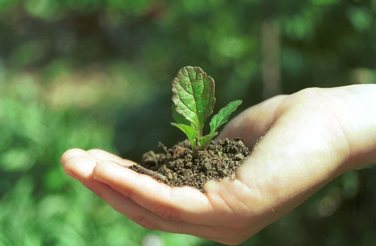 Foto Hand mit Pflanze